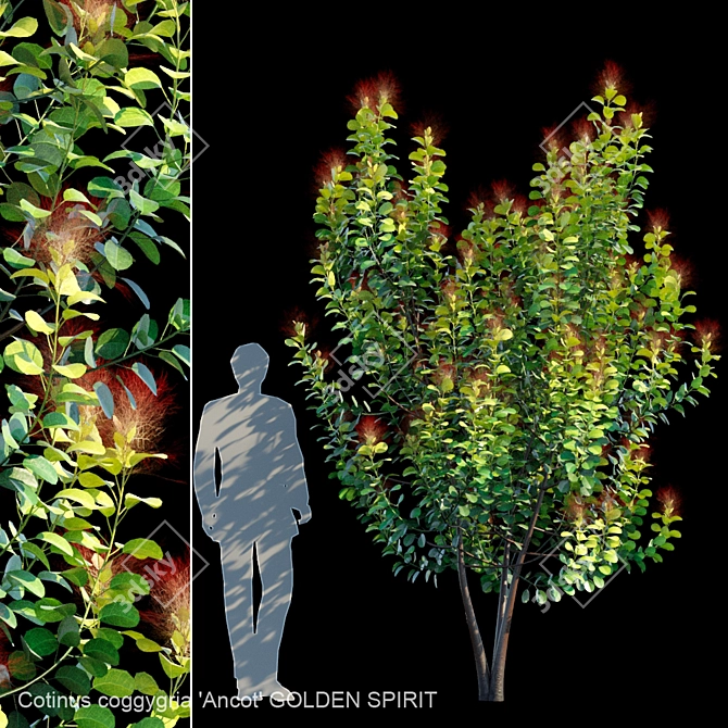 Cotinus Golden Spirit Multi Stem 3D model image 1