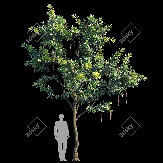 Exotic Barringtonia Acutangula Var 2 3D model image 1