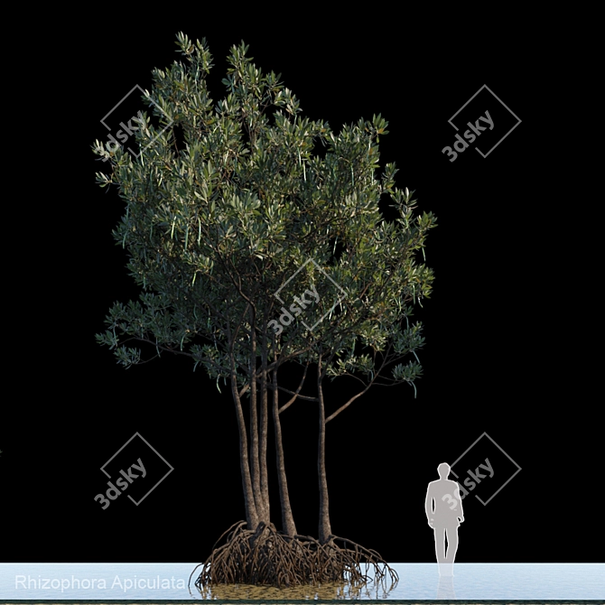 Rhizophora Apiculata_var2: Exceptional Mangrove Plant 3D model image 1
