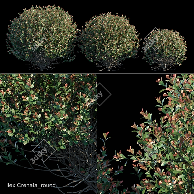 Evergreen Ilex Crenata Bush 3D model image 1