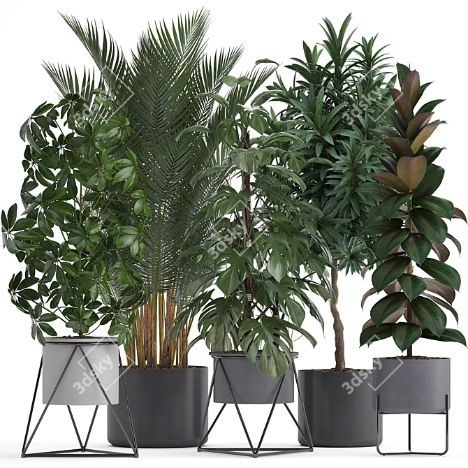 Exotic Indoor Plants: Schefflera, Oleander, Howea, Kentia, Monstera 3D model image 1