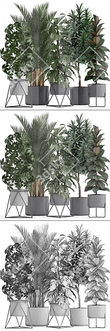 Exotic Indoor Plants: Schefflera, Oleander, Howea, Kentia, Monstera 3D model image 3