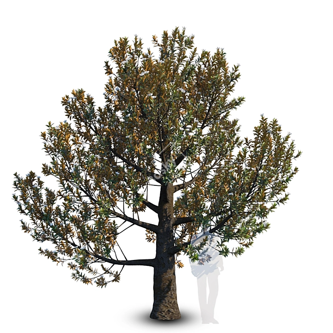 Magnolia Grandiflora: Mature Beauty 3D model image 1