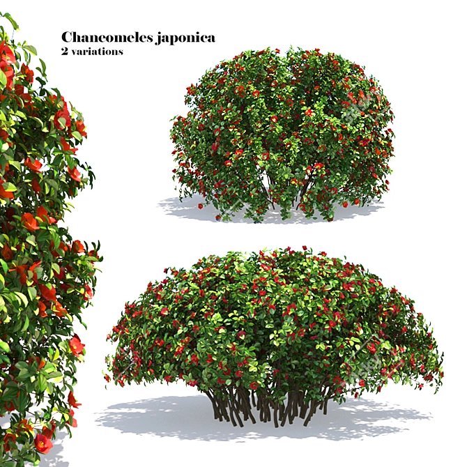 Charming Chaneomeles: Blossoming Quince 3D model image 1
