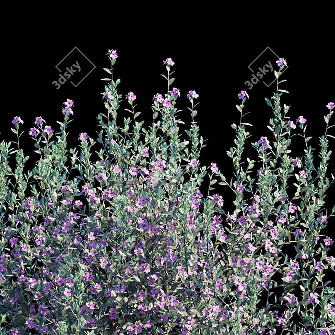 Lush Leucophyllum Frutescens Bush 3D model image 3
