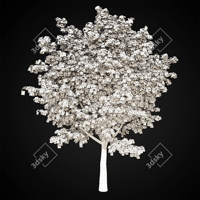 Giant Maple Tree: 15m Height, 12x14m Leaf Spread 3D model image 2