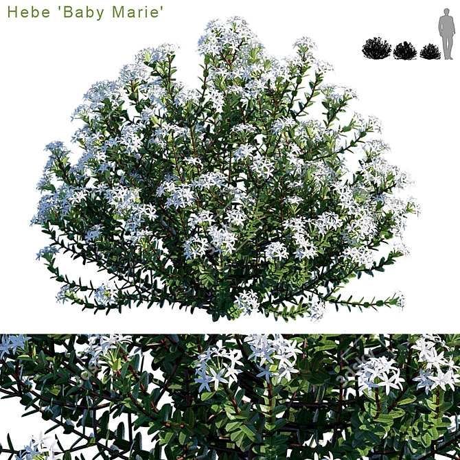 Hebe 'Baby Marie': Petite Perfection 3D model image 1
