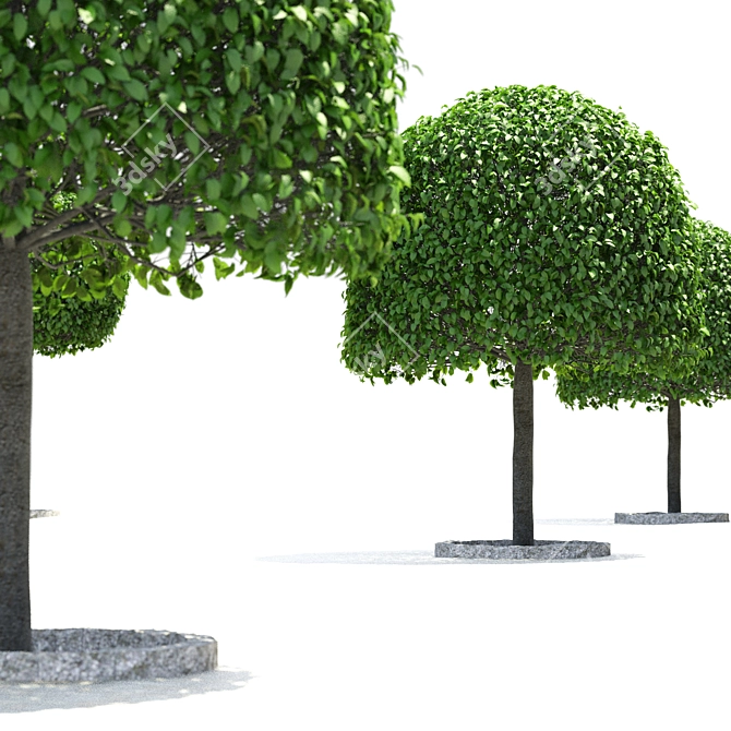 Hornbeam Topiary Ball | Carpinus Betulus #2 3D model image 2
