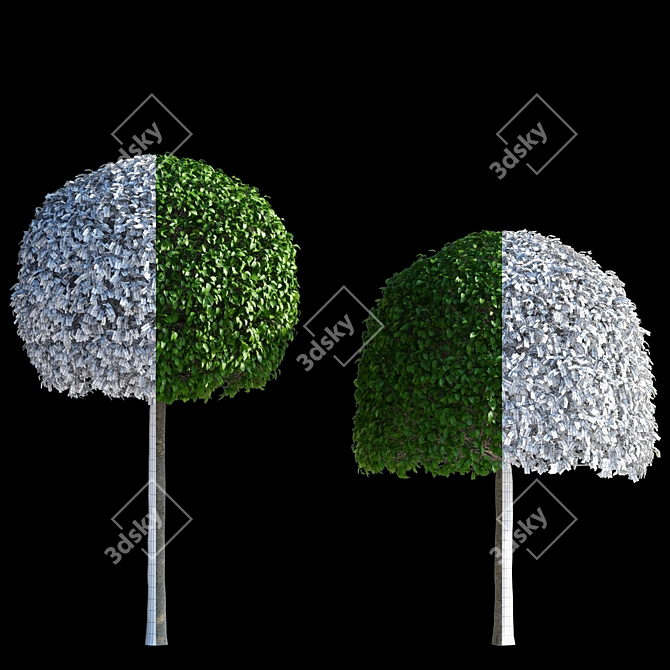 Hornbeam Topiary Ball | Carpinus Betulus #2 3D model image 3
