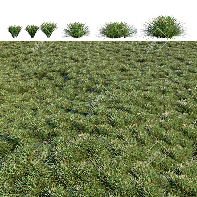 Lush Mondo Grass: Dual Corona Setup 3D model image 2