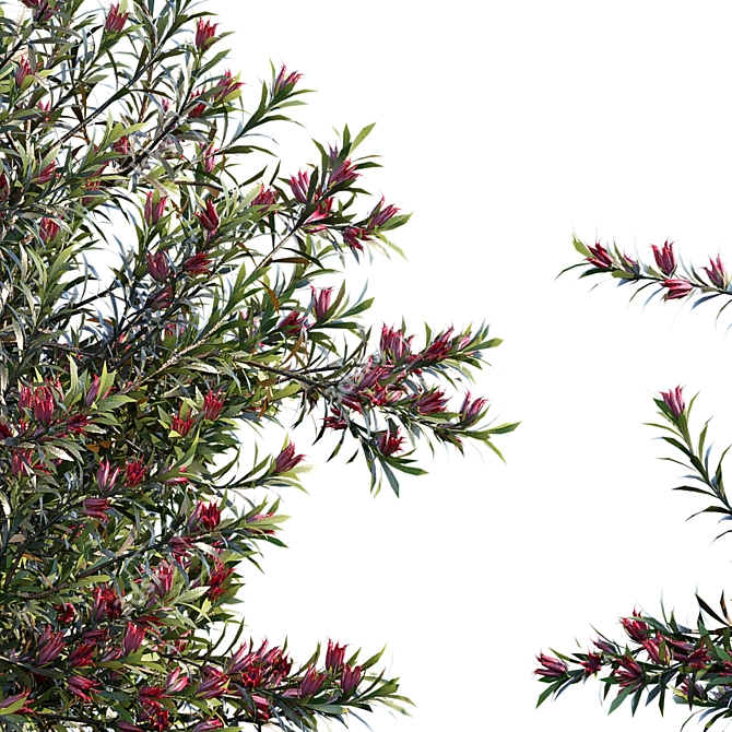 Vertex Colored Darwinia Taxifolia: 3 Variation 3D model image 2
