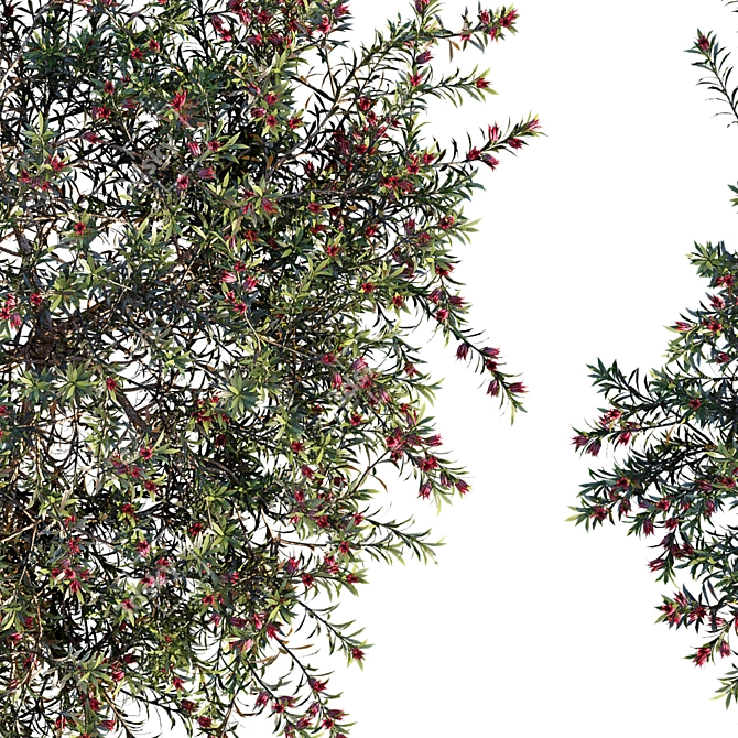 Vertex Colored Darwinia Taxifolia: 3 Variation 3D model image 3