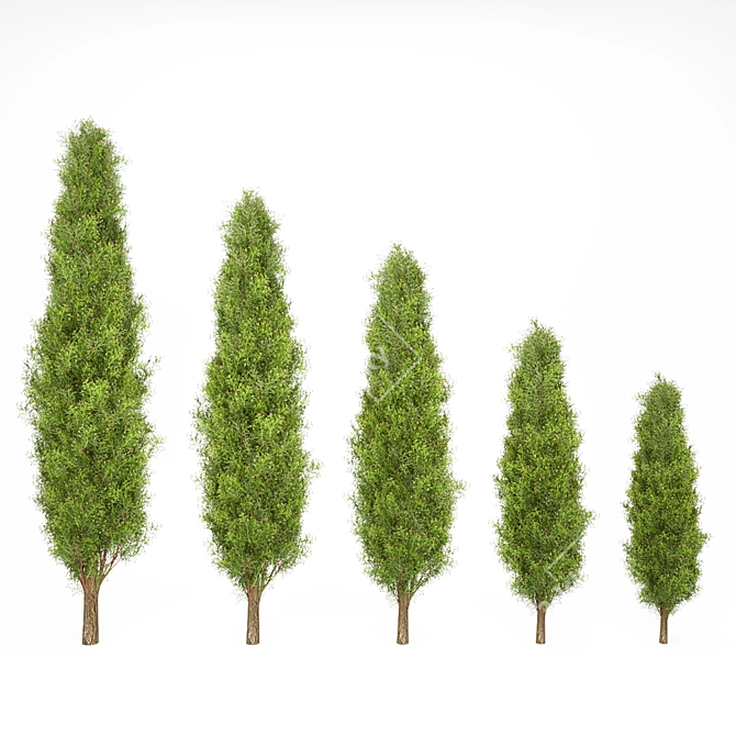 Mediterranean Cypress Shrub: V-Ray Ready 3D model image 1