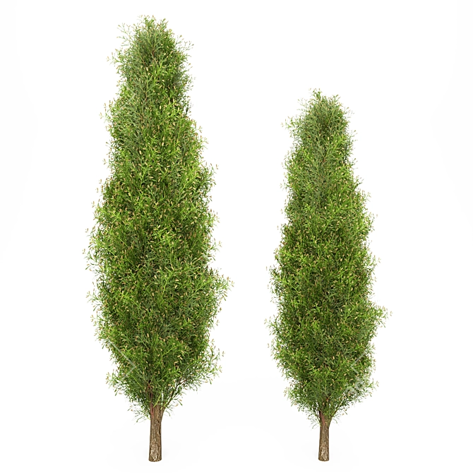 Mediterranean Cypress Shrub: V-Ray Ready 3D model image 2