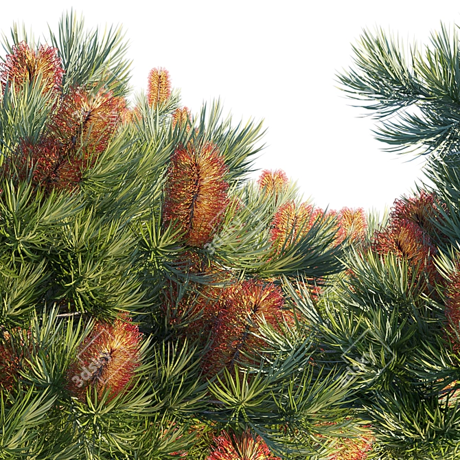 Coastal Banksia Hairpin: Exquisite 3D Model 3D model image 2