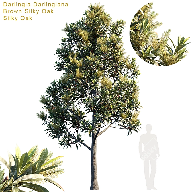 Exquisite Darlingia Darlingiana: Brown Silky Oak 3D model image 1