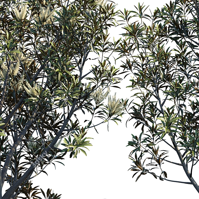 Baileyana Brown Silky Oak: Stunning Grevillea 3D model image 2