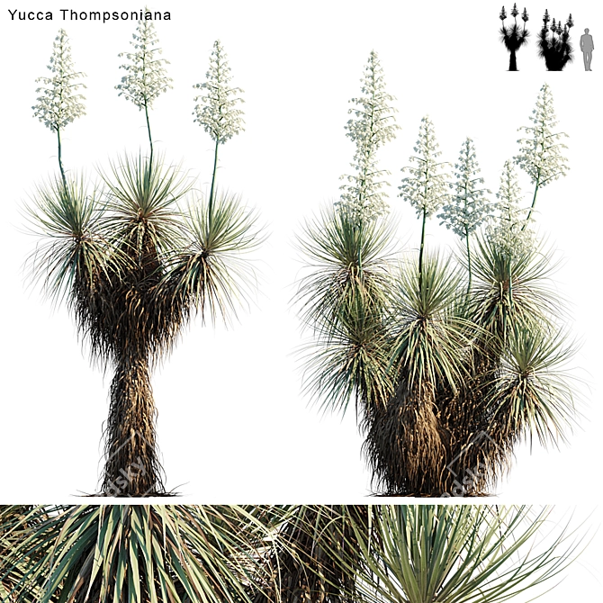 Elegant Beaked Yucca: Vibrant Variation 3D model image 1