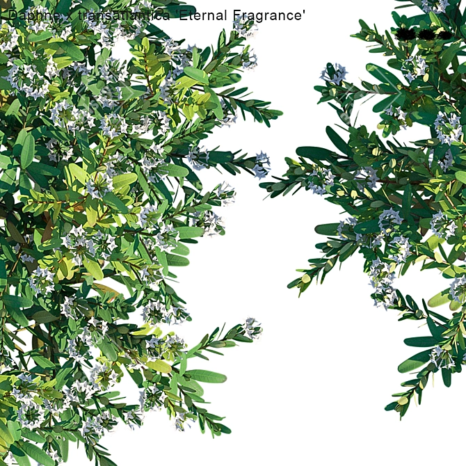 Eternal Fragrance: Daphne x Transatlantica 3D model image 3