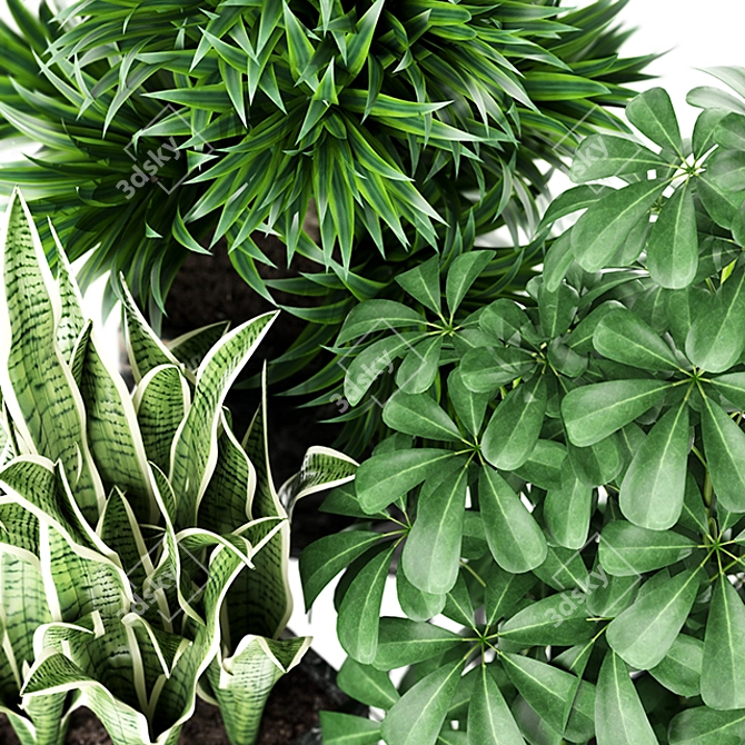 Exquisite Plants Collection MAIA 3D model image 2