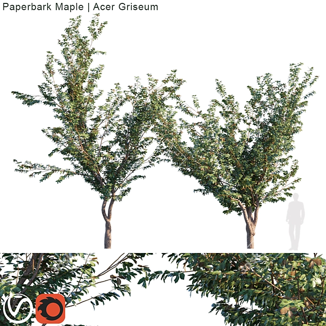 Exquisite Paperbark Maple Tree 3D model image 1
