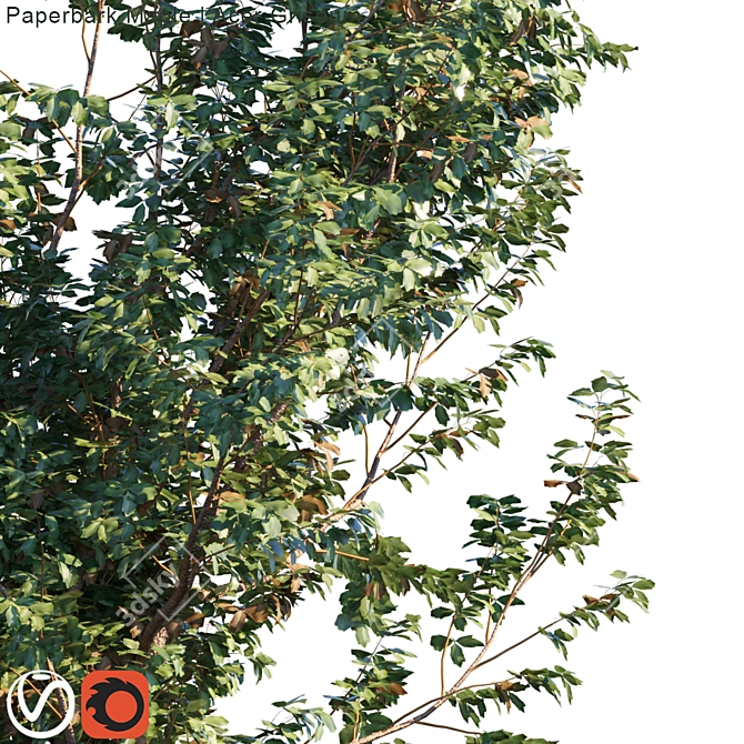 Exquisite Paperbark Maple Tree 3D model image 2