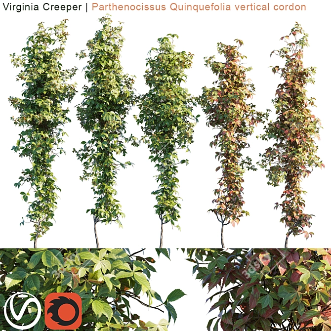 Vibrant Virginia Creeper: Vertical Beauty 3D model image 1