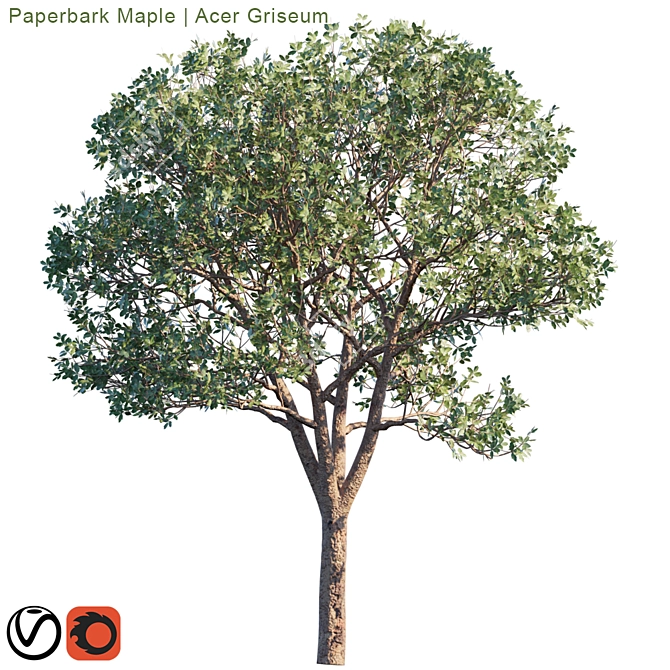 Exquisite Paperbark Maple | Acer Griseum 3D model image 2