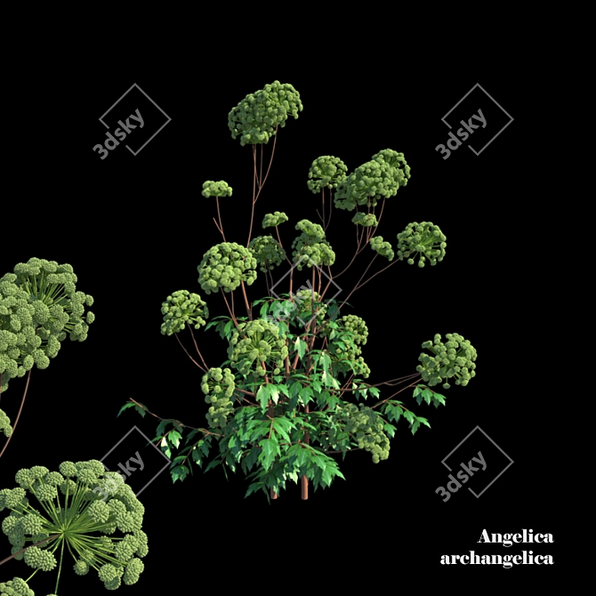 Heavenly Angelica: Verdant Polys 3D model image 1