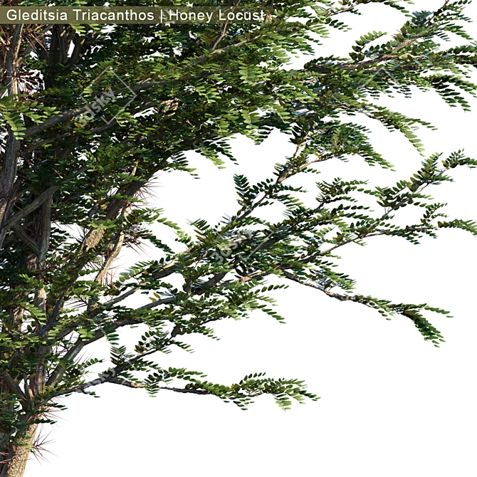 Glorious Honey Locust Tree 3D model image 2