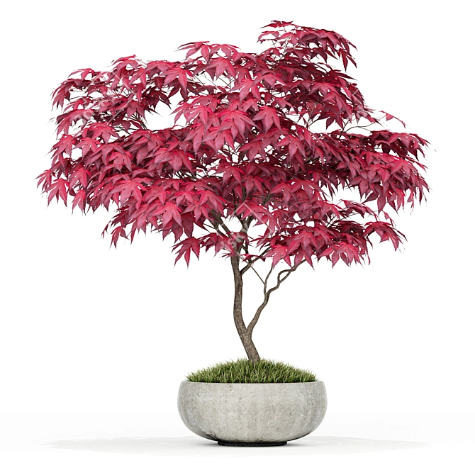 Botanical Treasure Collection 3D model image 2
