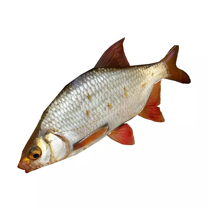 Animated Rudd Fish - 500 Tris 3D model image 1