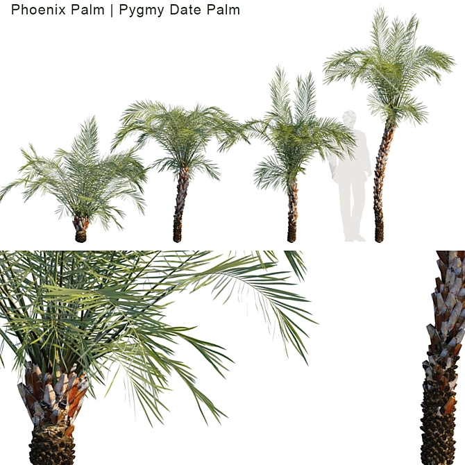 Tropical Paradise: Phoenix & Pygmy Palm 3D model image 1