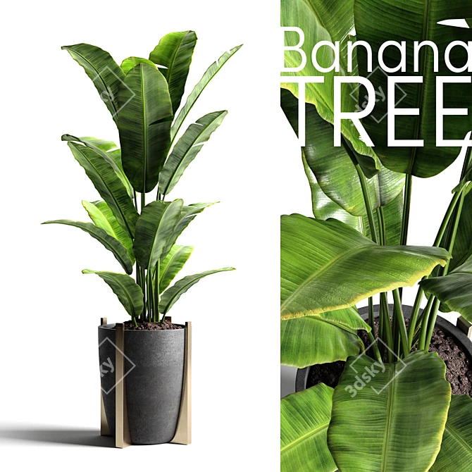 Tropical Banana Tree in Concrete Vase 3D model image 1