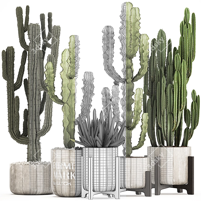 Exotic Cacti & Plants Collection 3D model image 3