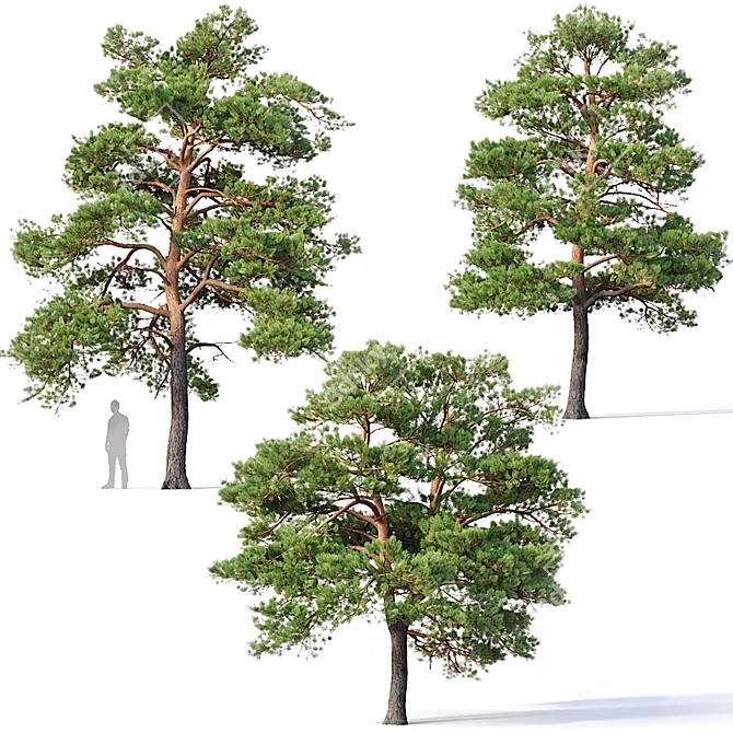 3-Pine Collection: Pinus Sylvestris #5 H7-10m 3D model image 1