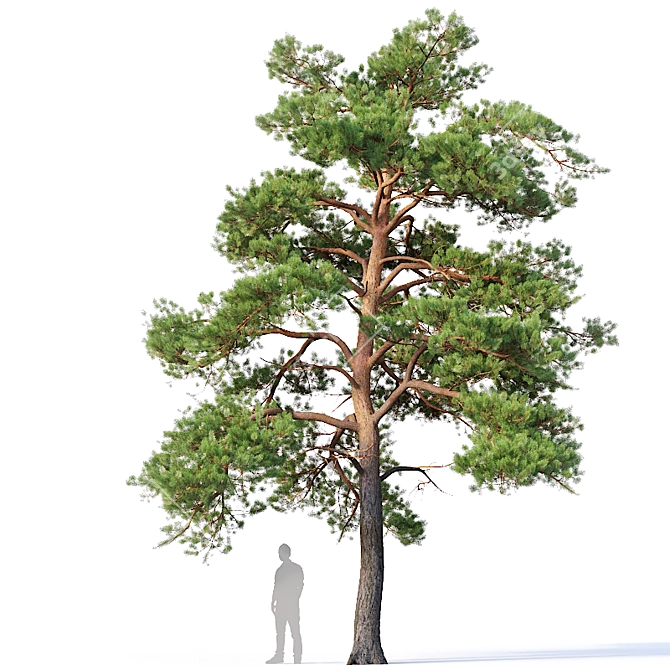 3-Pine Collection: Pinus Sylvestris #5 H7-10m 3D model image 3