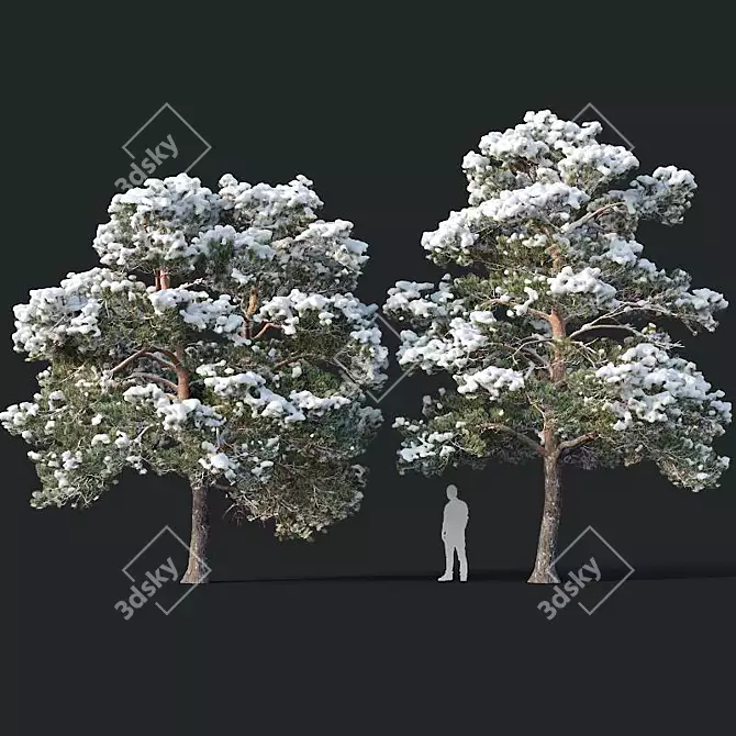 Snow-covered Pinus sylvestris: Twin Tree Set 3D model image 1