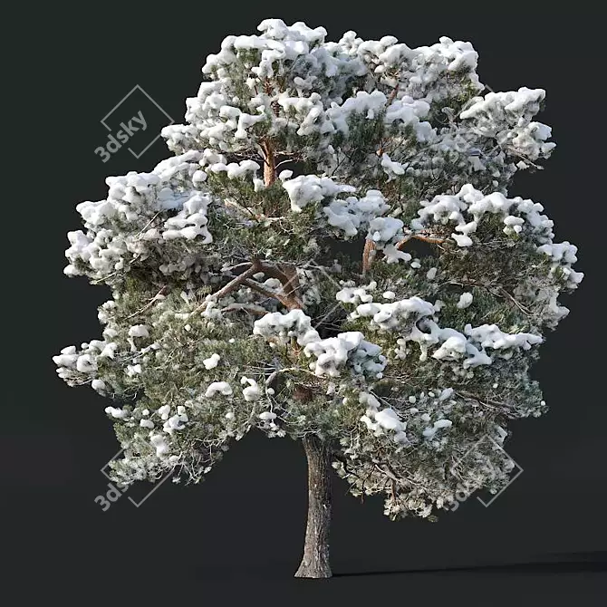 Snow-covered Pinus sylvestris: Twin Tree Set 3D model image 2