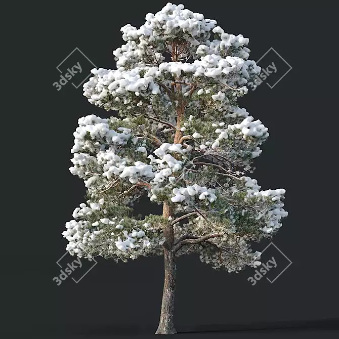 Snow-covered Pinus sylvestris: Twin Tree Set 3D model image 3