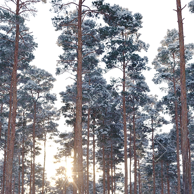 Snow-covered Pinus sylvestris: Twin Tree Set 3D model image 4