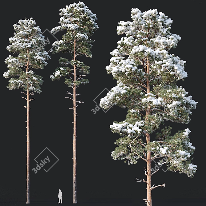 Snow-covered Pine Trees - Set of 2 3D model image 1