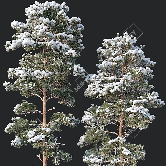 Snowy Pine Tree Set: Realistic Winter Pinus Sylvestris 3D model image 2