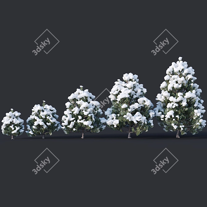 Winter Wonderland Pine Collection 3D model image 2