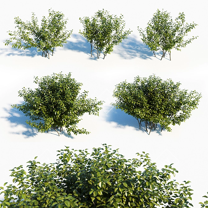 Green Alder Set: 5 Lush Shrubs 3D model image 1