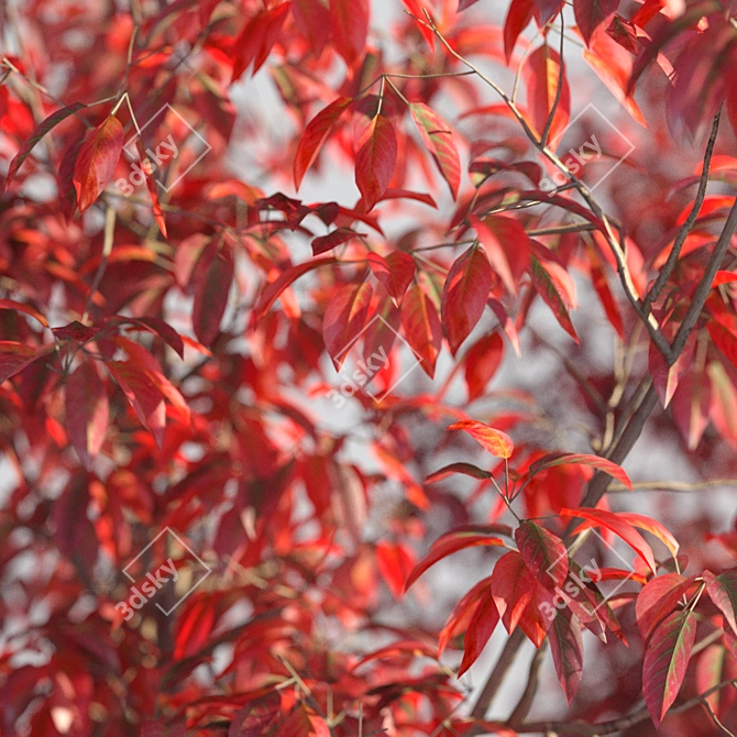 Amelanchier red: 4 Models with Vray 3D model image 2