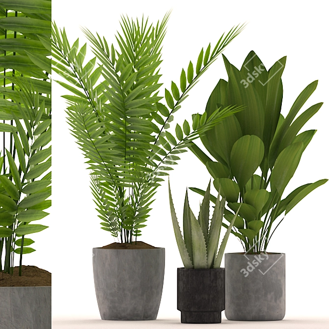 139 Plants Collection: Aspidistra, Aloe Vera, Palm with Black & Color Pots 3D model image 1