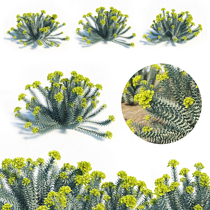 Blooming Euphorbia Rigida: Gopher Plant Trio 3D model image 1