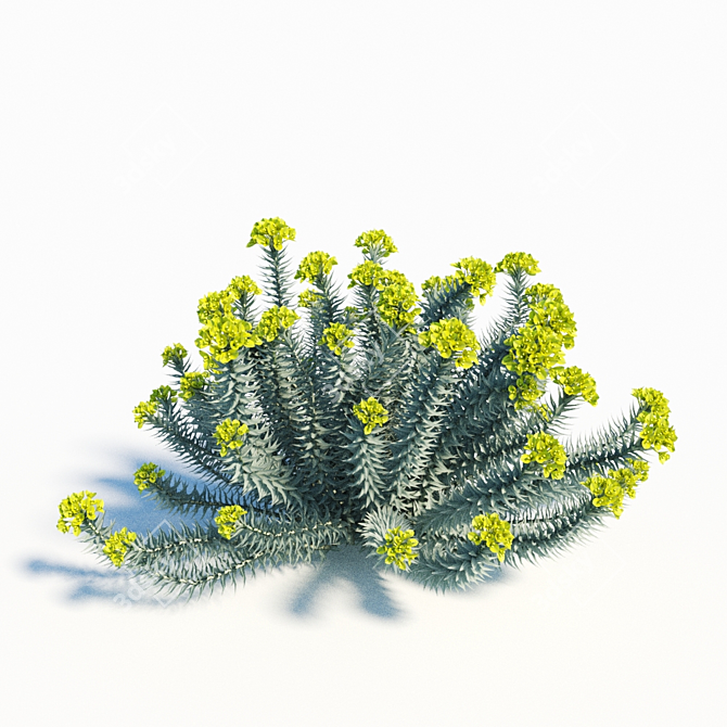 Blooming Euphorbia Rigida: Gopher Plant Trio 3D model image 2