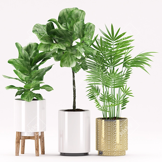 Ficus Pandurata & Palm Plants-152: Pot Varieties | 3D Max FBX 3D model image 2